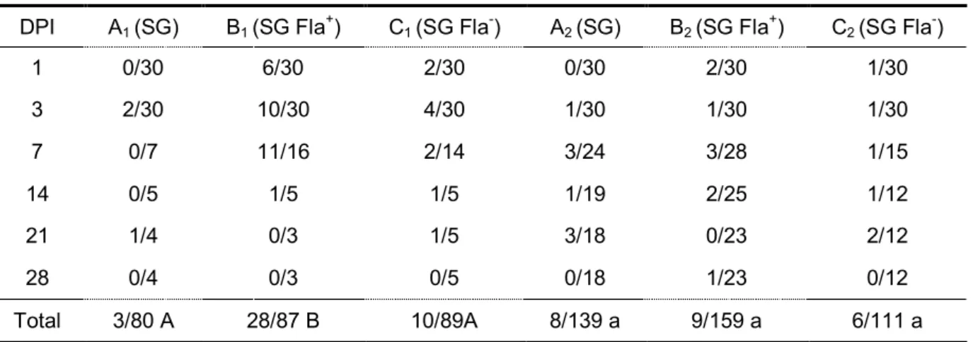 Tabela  4.  Número  de  suabes  positivos  após  a  inspeção  da  cloaca  de  aves  desafiadas experimentalmente com as estirpes SG, SG Fla +  e SG Fla - ,  aos cinco dias de vida