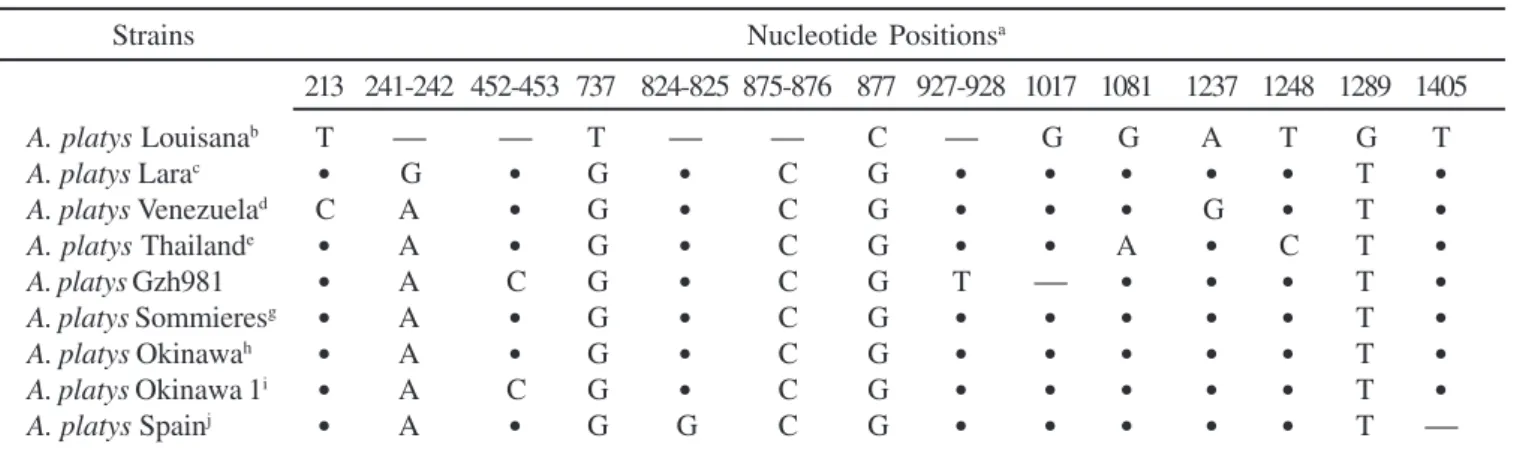 Figure 1. Agarose gel electrophoresis of the second round of A. platys 16S rRNA nested PCR products of positive specimens.