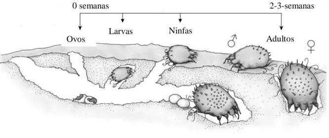 Figura 4 - Ciclo de vida do ácaro Sarcoptes scabiei var. suis (adaptado de Ljunggren, 2005) 