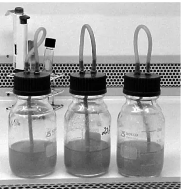 Figure 1. Modified microaerobic incubation flasks.