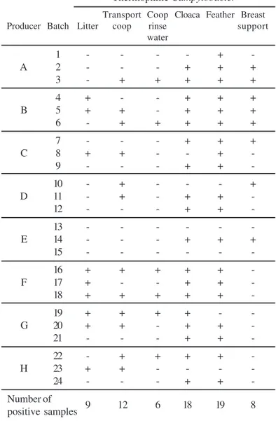 Table 2. Occurrence of thermophilic Campylobacter spp. in chicken samples collected from 8 chicken producers at different points before slaughter.