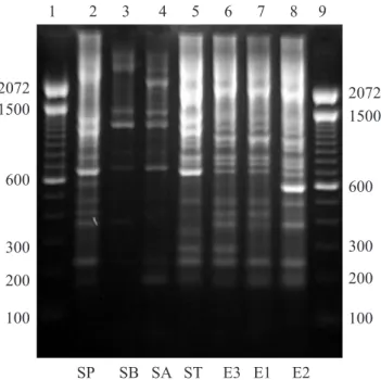 Figure 2. Electrophoreses of ERIC-PCR products on 1.5%