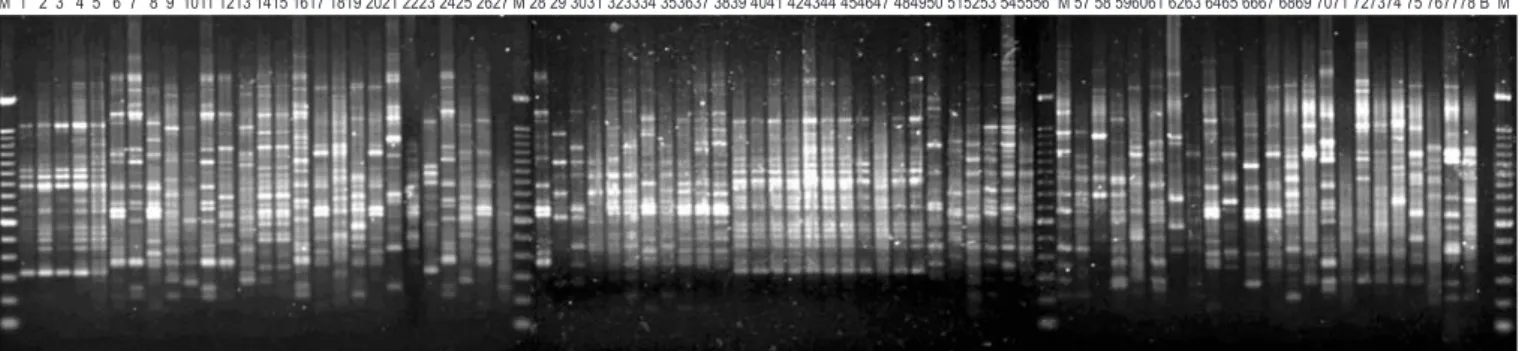 Figure 1. RAPD amplification profile obtained from S. mutans, S. sobrinus and S. pyogenes using the OPA 9 primer