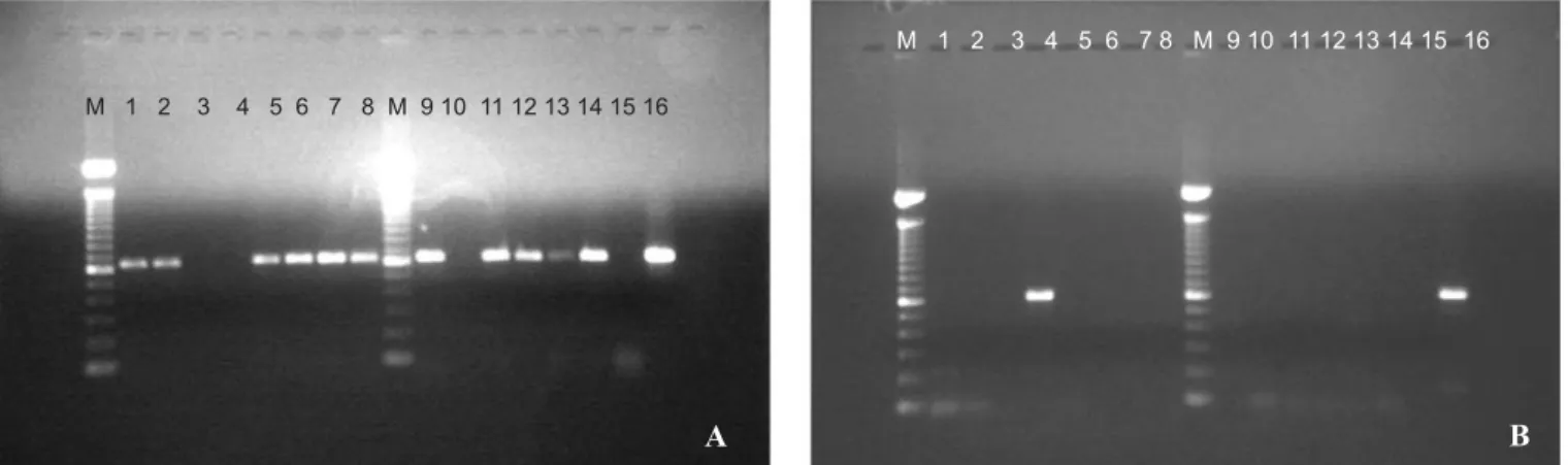 Figure 1. Agarose gel electrophoresis of RT-PCR products obtained from isolates in Ecuador, and from reference samples amplified with primer pairs specific for NJ (A) or Ind (B)