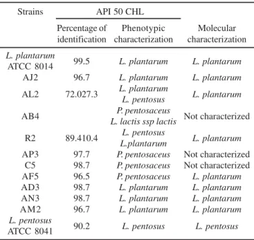 Figure 1. PCR products obtained from lactic acid bacteria isolates using 16/Lpl primers (2.5% agarose gel)