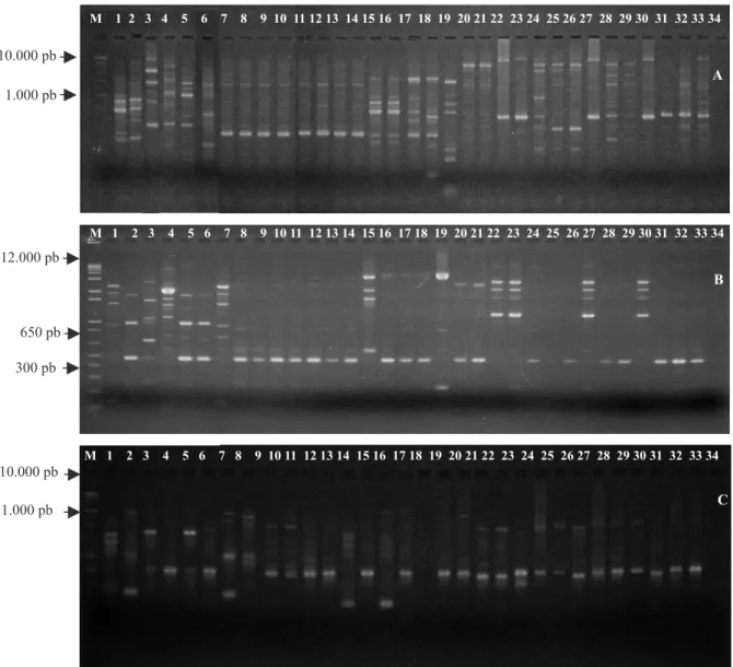 Figura 3. Perfis eletroforéticos obtidos pelos produtos da amplificação do DNA genômico de Ralstonia solanacearum  com o uso dos marcadores ERIC‑PCR (A), REP‑PCR (B) e BOX‑PCR (C). 1, TC01‑06; 2, TC01‑01; 3, TC01‑08; 4,  TC01‑25; 5, TC01‑09; 6, TC01‑29; 7,