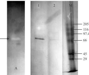 Figure 1. Zymogram and SDS-PAGE analysis of Amylase. Lane A: Amylase was run on native-PAGE, then soaked in 10 g/L of soluble starch in 50 mM Glycine-NaOH pH 10.0 and incubated with shaking (60 rpm) at 50ºC for 30 min