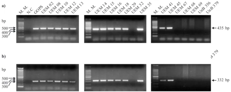 Figure 3. Sensitivity of the PCR method with the GOFW-GORV primer set. PCR using a ten-fold serial dilution of genomic DNA from  F
