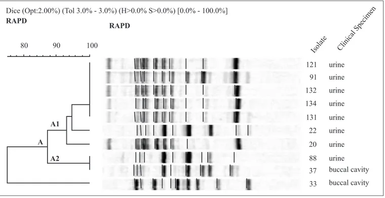 Figure 2. Dendrogram of T. asahii obtained from RAPD molecular patterns with primer 6.