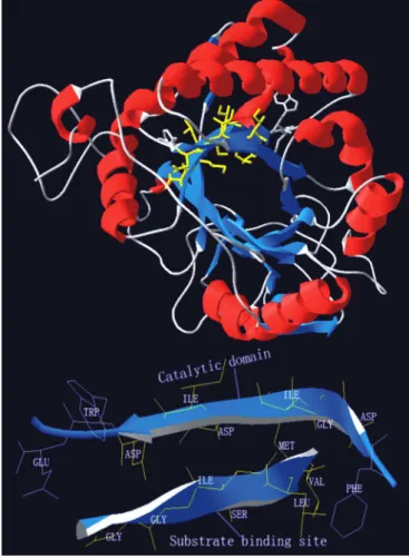 Figure 3. A 10% SDS-polyacrylamide gel showing overexpression of recombinant pMAL-c2X-Vlchit1