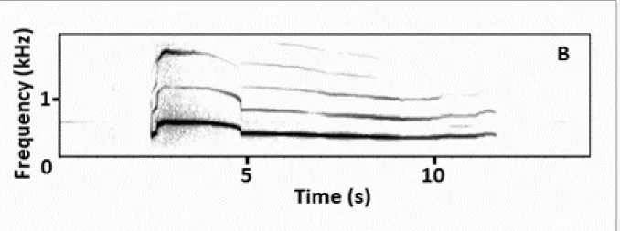 Figure 3.  Spectrogram of a wolf howl. 2048 FFT (Fast Fourier Transform) points, Hann window  (adapted from  Palacios 2015) 