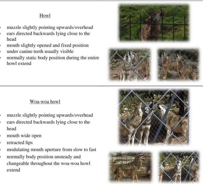 Table 2.  Descriptions of physical characteristics performed during the emission of a howl and a woa-woa howl