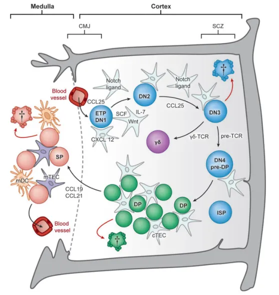 Figure 3 - A schematic overview of thymopoiesis: Once within the thymus, the hematopoietic progenitors undergo a  differentiation  pathway  passing  through  distinct  niches  and  checkpoints  until  they  complete  their  maturation  as  SP  thymocytes