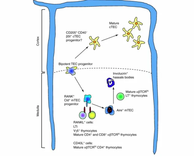 Figure  4  -  A  model  of  TEC-thymocyte  crosstalk  and its  impact  in  the  formation  of  distinct  microenvironments: 