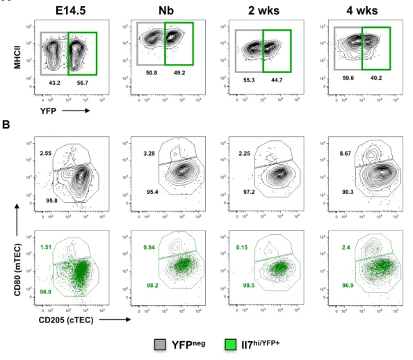 Figure 8 - IL7 hi/YFP+  TECs are sustained when thymocyte development is abrogated at DN3 stage