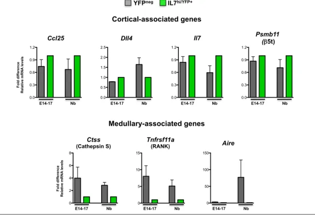 Figure  9  -  Thymic  epithelium  of  Rag2 -/-  mice  exhibit  a  predominant  cortical-associated  molecular  profile