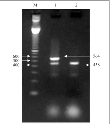 Figure 1. Multiplex PCR amplification of both 16S rDNA and vapA  gene  fragments. L: Mollecular ladder (Ladder 100 pb Ludwigbiotec), 1: ATCC 33701P+, 2: ATCC 33701P-