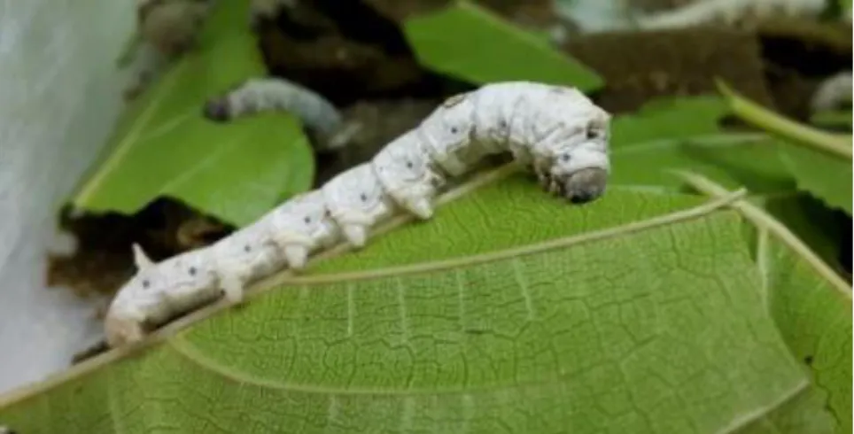 Figure 4. 5 th  instar silkworm larva, feeding on a fresh mulberry leaf. 