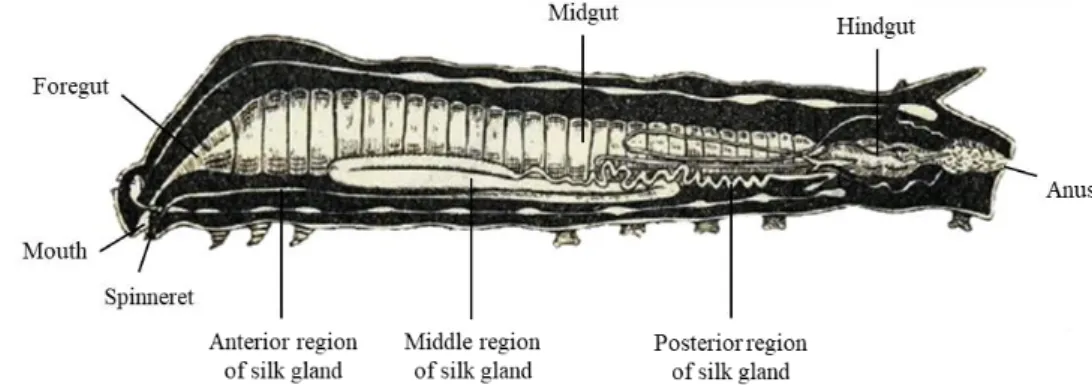 Figure 5. Schematic representation of silkworm larva structures and organs. (Adapted from [23])