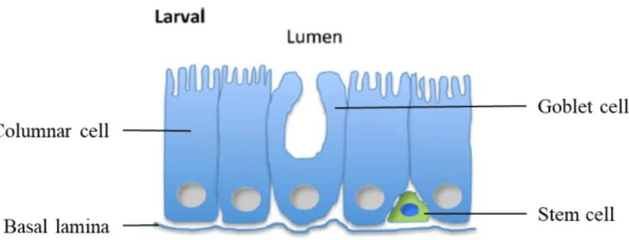 Figure  6. Schematic representation of the  B. mori  midgut,  at larval stage. The  midgut is formed by columnar,  goblet, and stem cells