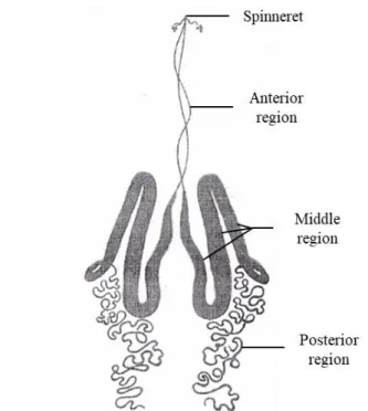 Figure 7. Schematic representation of silk gland of B. mori silkworm. (Adapted from [10])