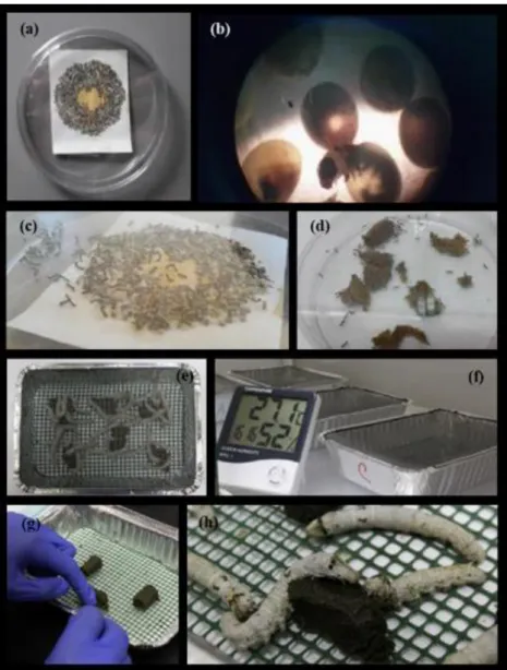 Figure 15. Silkworms hatching and rearing. (a) In a single laying there is from 250 to 1000 and more eggs; (b)  silkworm  hatching  under  microscope;  (c)  newborn  silkworms;  (d)  silkworms  feeding  on  an  artificial  diet;  (e)  silkworms in an alumi