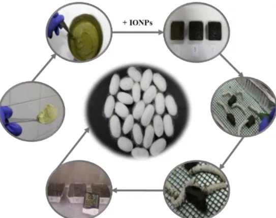 Figure 18. Scheme of the work plan consisting in preparing modified diets with different amounts of IONPs and  feeding them to silkworms at different stages to produce functionalized SFs.