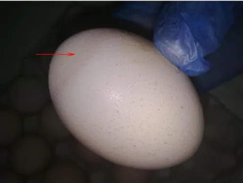 Figure 3. Egg with poor eggshell quality consistent with M. synoviae infection. 