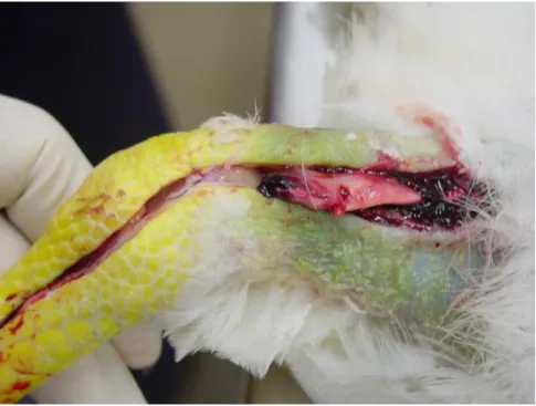 Figure 4. Rupture of the gastrocnemius tendon consistent with Reovirus infection. 