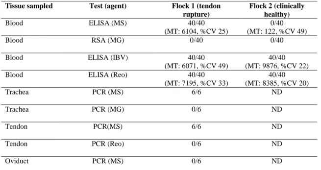 Table  1.  Results  of  laboratory  tests  performed  in  samples  from  broiler  breeders  with  or  without  tendon rupture