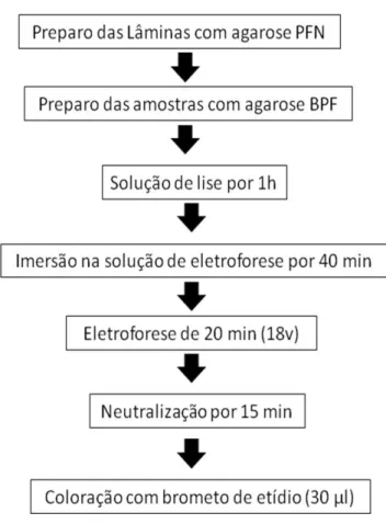 Figura 4  - Procedimento do teste cometa. 