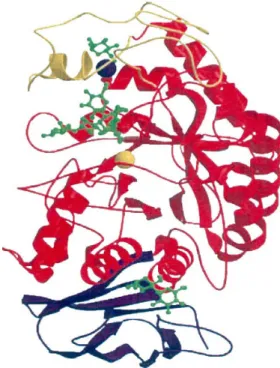 Figure  1.  Structure  -amylase.  Domain  A  is  shown  in  red,  domain  B  in  yellow  and  domain  C  in  purple