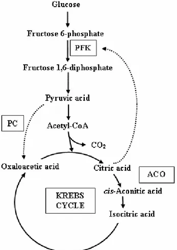 Figure  2.  Schematic  representation  of  the  main  metabolic  reactions  involved  in  the  production  of  citric  acid  by  A