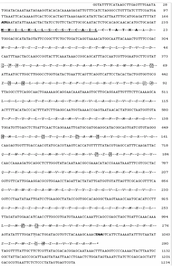 Figure 1. The nucleotide and deduced amino acid sequences of the  -agarase of Pseudoalteromonas sp