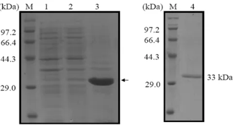 Figure  4.  SDS-PAGE  of  the  rAgaA.  Samples  of  rAgaA  were  separated  on  12%  SDS-PAGE  and  stained  with  Coomassie  brilliant  blue