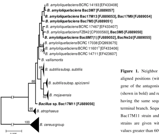 Figure  1.  Neighbor  joining  phylogeny  of  1390  aligned  positions  (without  gaps)  of  the  16S  rRNA  gene  of  the  antagonistic  potato-associated  Bacillus  (shown in bold) and related Bacillus species