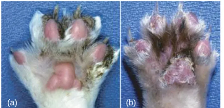 Figure  5.  In  feline  PF,  crusts  can  be  seen  around  footpads and claws (a) or on pads paws (b) (Olivry, 2006)