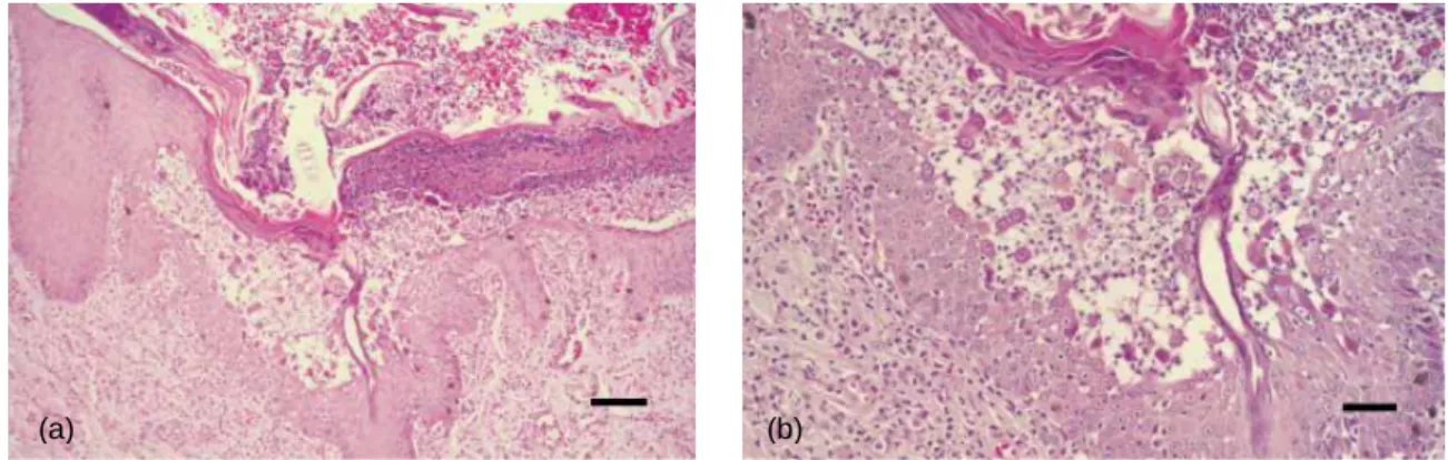 Figure  13.  Feline  dermis.  A  diffuse  dermal  infiltrate  consisting  predominately  of  mast  cells  and neutrophils are seen in the superficial dermis