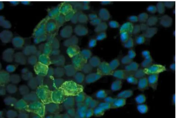 Figure  16.  Canine  PF.  Direct  IF  reveals  intercellular epidermal IgG in the stratum spinosum  and granulosum (Olivry, 2006)