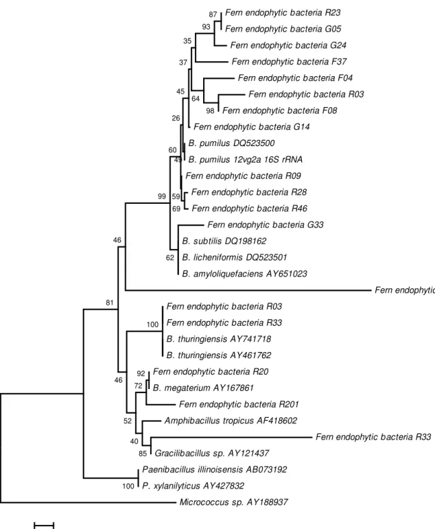 Figure  1. Phylogenetic relationships of Bacillus isolates that are based on partial 16S rRNA  gene sequences obtained from the  fern  endophytic  bacteria  and  closely  related  sequences  that  are  based  on  a  distance  analysis  (neighbor-joining  a