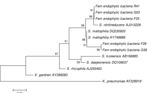 Figure 2. Phylogenetic relationships of Stenotrophomonas isolates that are based on partial 16S rRNA gene sequences obtained  from the fern endophytic bacteria and closely related sequences that are based on a distance analysis (neighbor-joining algorithm 