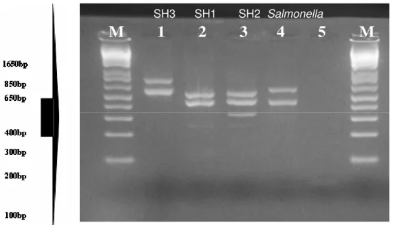 Figure 1. PCR-ribotyping profiles of Shigella isolated from foodborne shigellosis of Rio Grande do Sul State, Brazil
