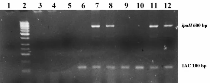 Figure  3.  Multiplex  PCR  results  from  direct-PCR  samples  at  different  concentrations  of  Shigella  flexneri