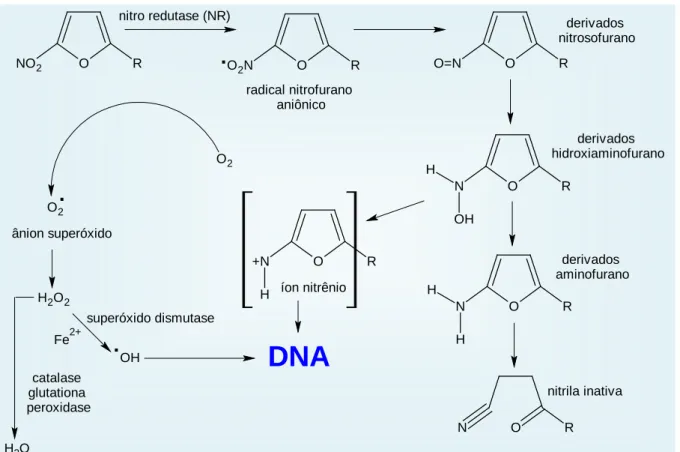 Figura 15. Possíveis mecanismos de mutagenicidade dos nitrofurânicos. 
