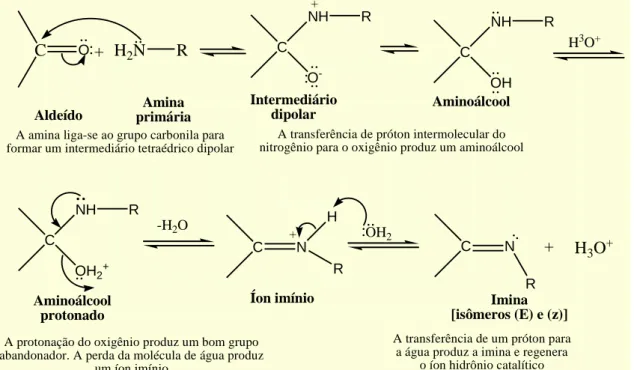 Figura 19. Mecanismo de reação da formação de iminas (SOLLOMONS, 2006) 