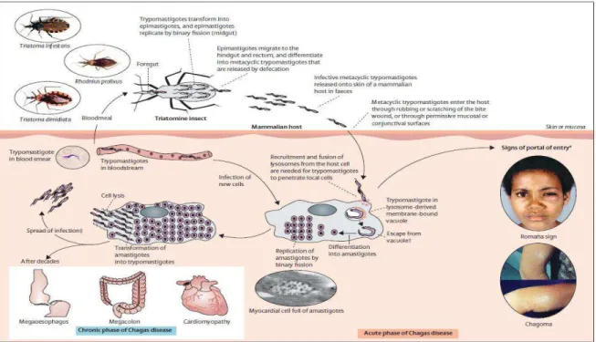 Figura  1:  Principal  mecanismo  de  transmissão  e  o  ciclo  de  vida  do  Trypanosoma  cruzi em seus hospedeiros invertebrados, no homem e  os sinais clínicos da  doença  de Chagas (JR; RASSI; MARIN-NETO, 2010)
