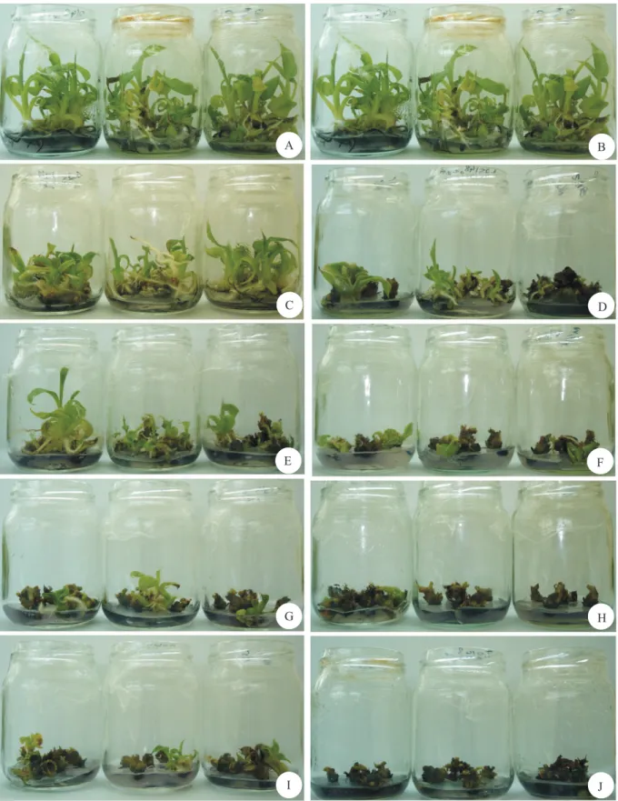 Figura 2.  Efeitos morfofisiológicos in vitro da indução de autotetraploides no genótipo Malbut, de bananeira pelo  uso de colchicina, aos 30 dias após o primeiro subcultivo. Concentrações de colchicina: 0 mmol L -1  por 24 horas   (A) e 48 horas (B); 1,25