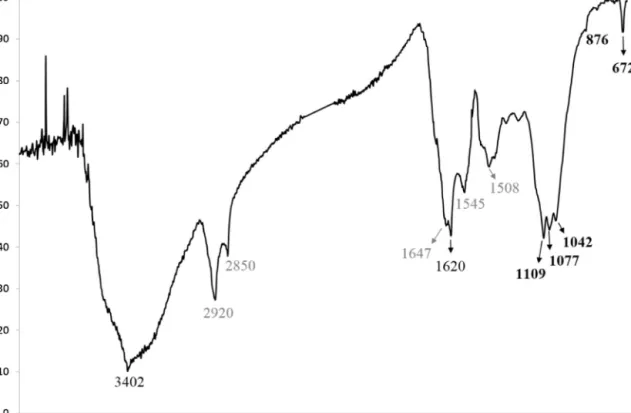 Fig. 5. Recorded FTIR spectrum of an underdrawing layer collected from a microsample of the Announciation (#AN5).