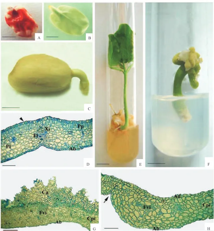 Figura  3.  Efeito  da  dessecação  e  da  criopreservação  nas  sementes  de  pinhão-manso  (Jatropha  curcas)