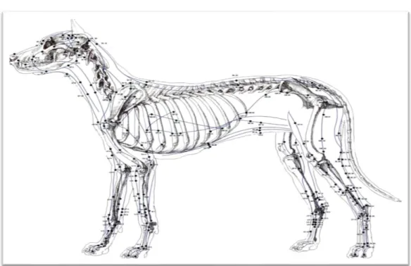 Figura 3. Vista lateral esquerda do cão com localização dos pontos de Acupunctura (Adaptado de  Janssens &amp; Still,1997), 
